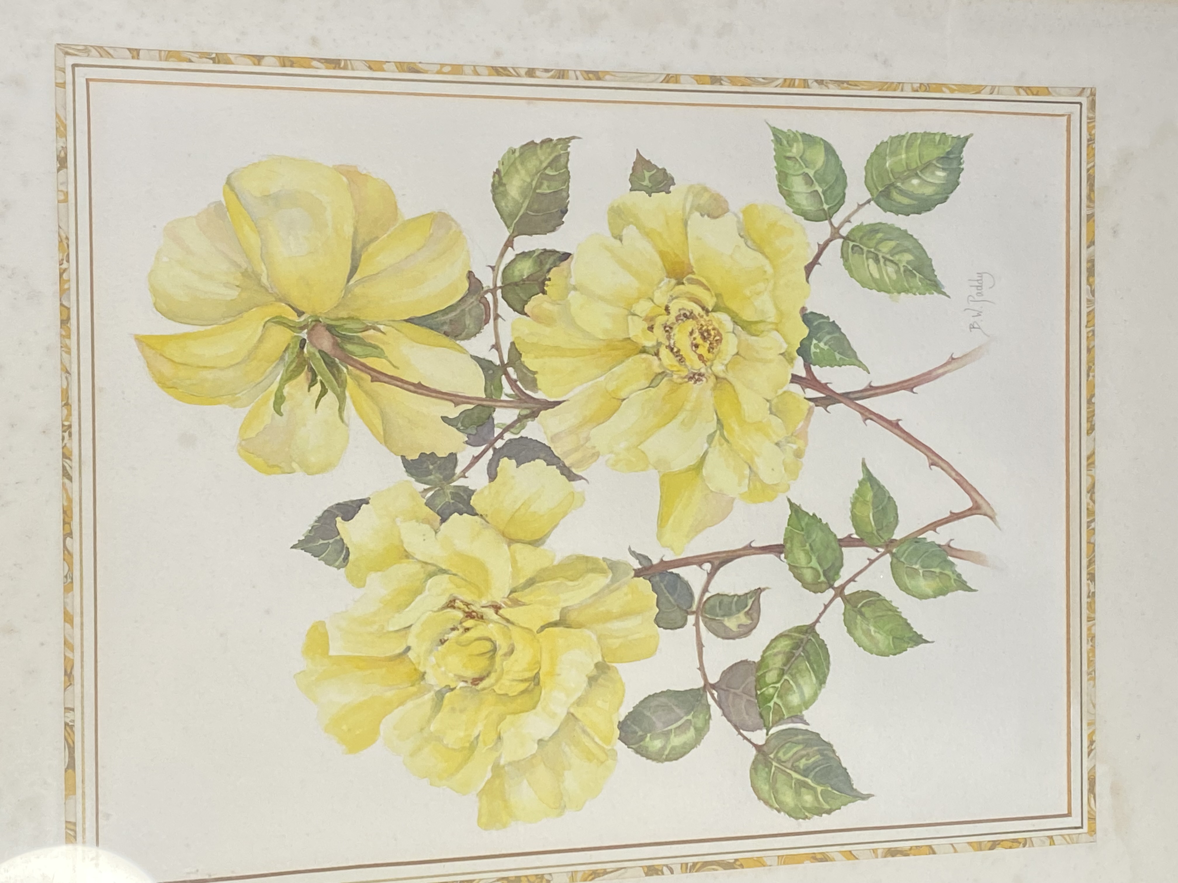 1980s-b-w-paddy-watercolor-painting-golden-showers-rose-054-2