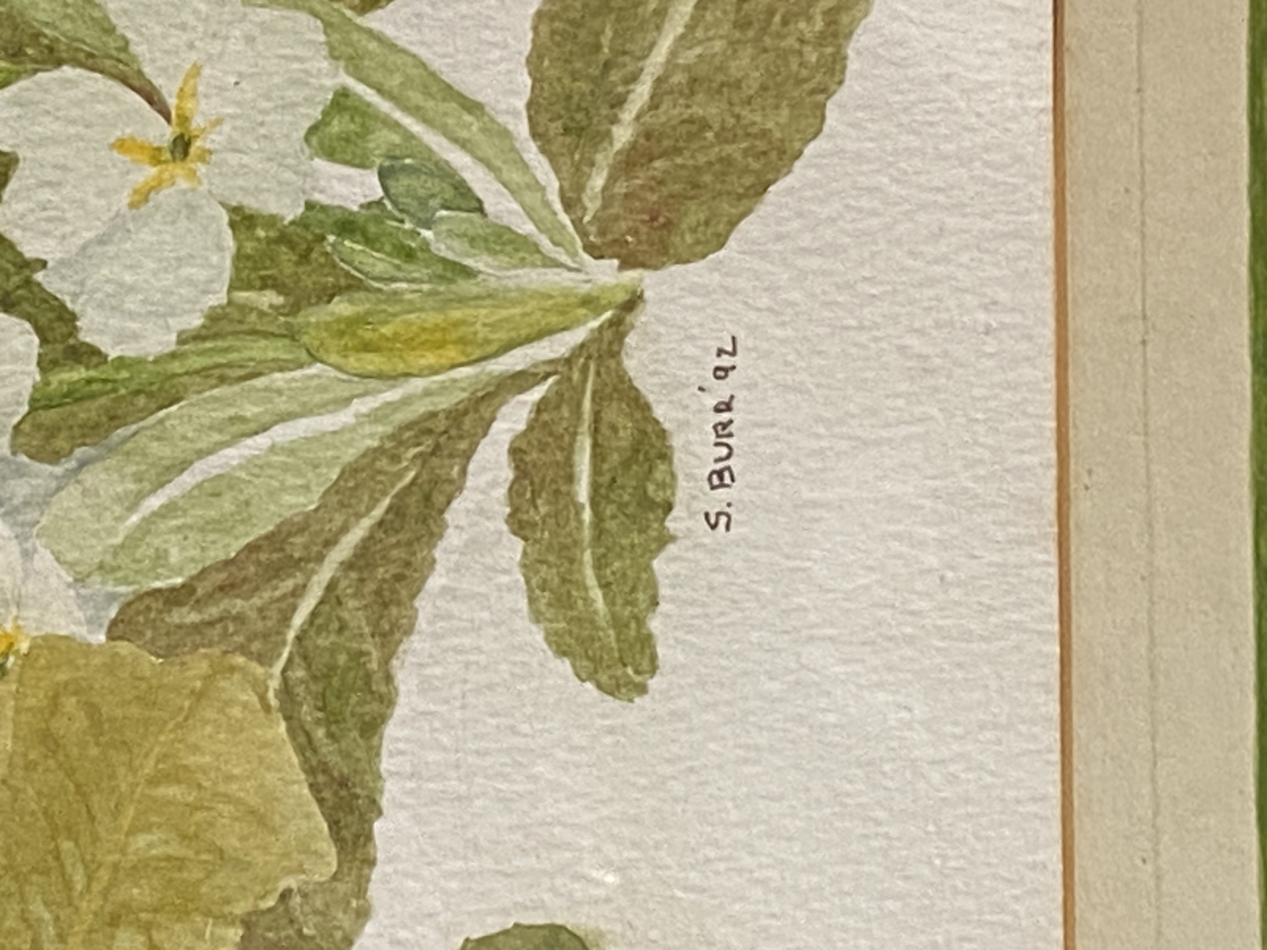 1992-shirley-burr-watercolor-painting-primroses-052-3